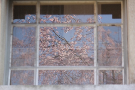1848-12.4.7祇園枝垂桜　外側から正面玄関一部ガラスに映る.jpg